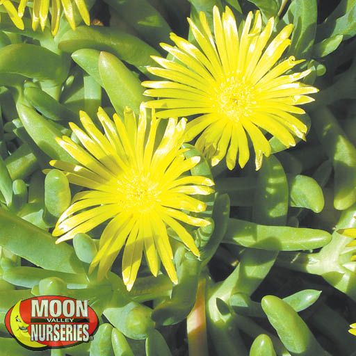 Ice Plant Ground Cover Moon Valley Nurseries